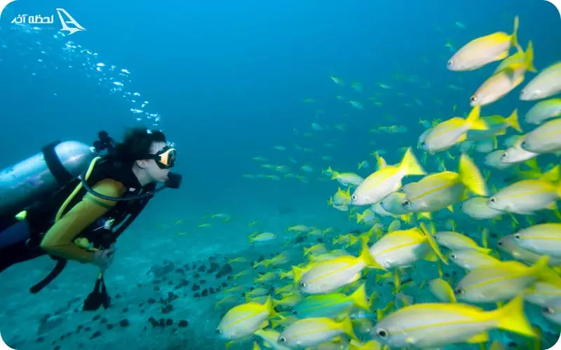 غواصی در کیش