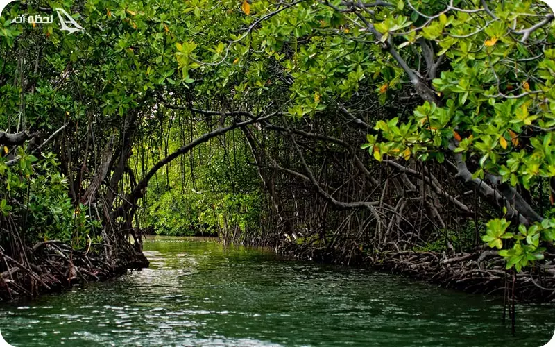 جنگل حرا قشم