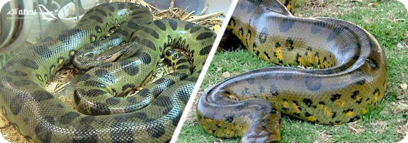 مارهای آناکوندا