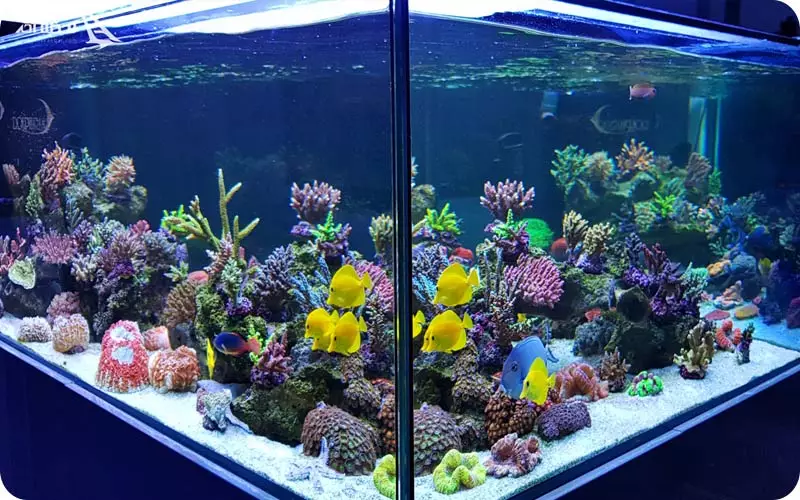 عکس آکواریوم انزلی