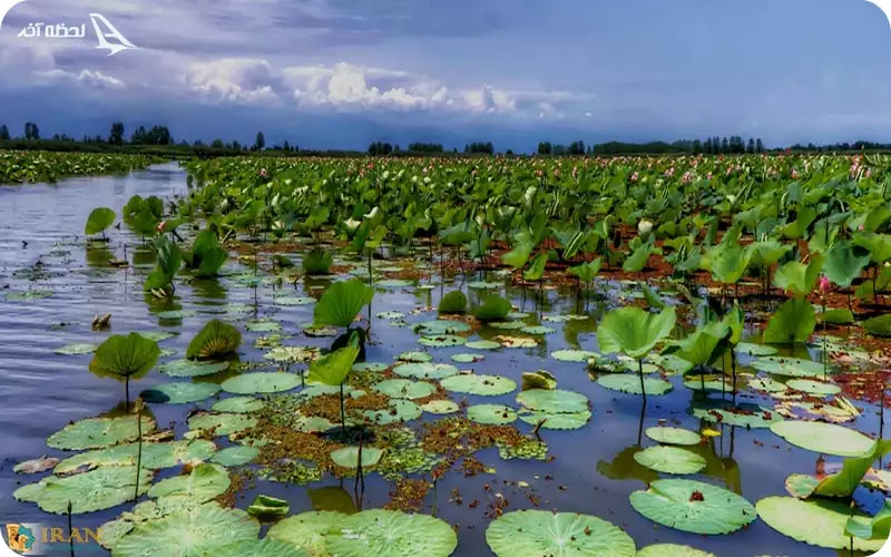 تالاب انزلی