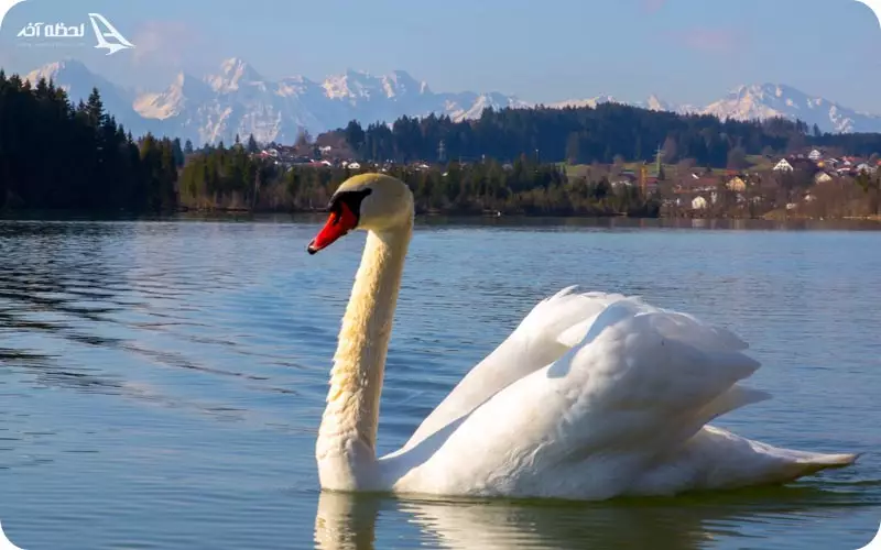 دریاچه آب شیرین سوان