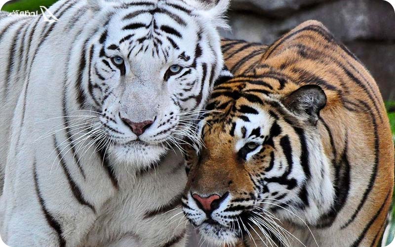 ببر پنگال در باغ وحش ارم تهران