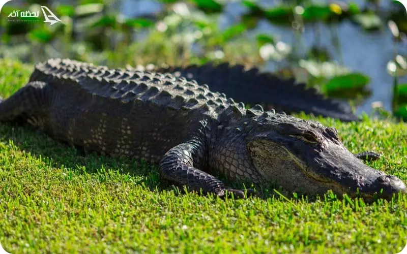 پارک کروکودیل