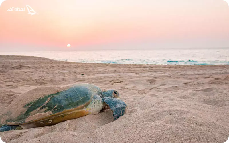 ساحل لاک پشت قبرس