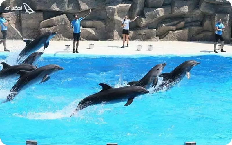 دلفین های دریای سیاه باتومی