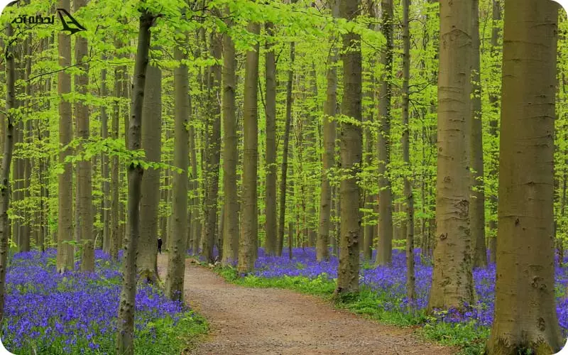 جنگل جادویی آبی رنگ هالربوس