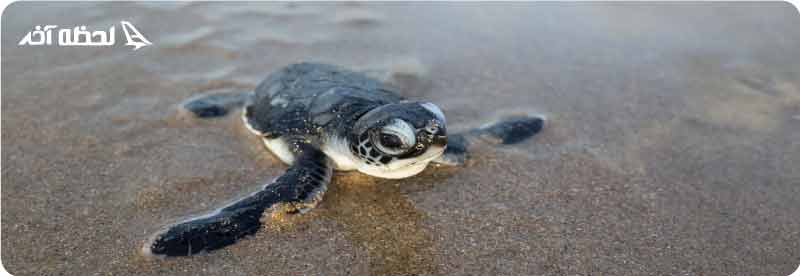 تخم ریزی لاک پشت های دریایی کیش