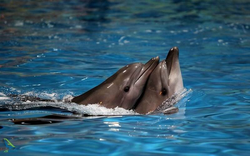 تعطیلی دالفیناریوم برج میلاد