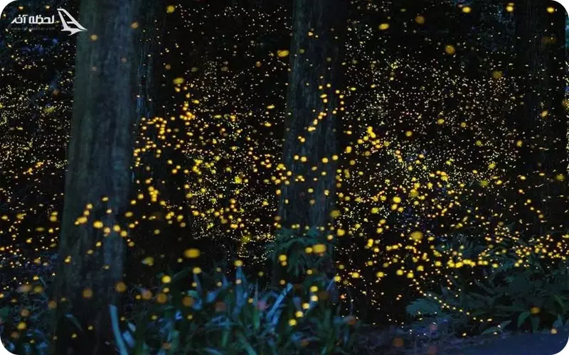 فایر فلای پارک مالزی