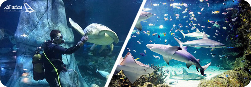 لاک پشت ها و کوسه سرکشی