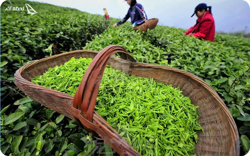 بازدید از موزه چای اُ سولاک