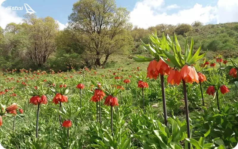 دشت لاله های واژگون رزستان دورود