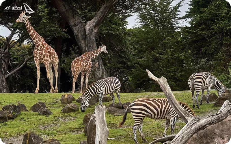 باغ وحش جیپور