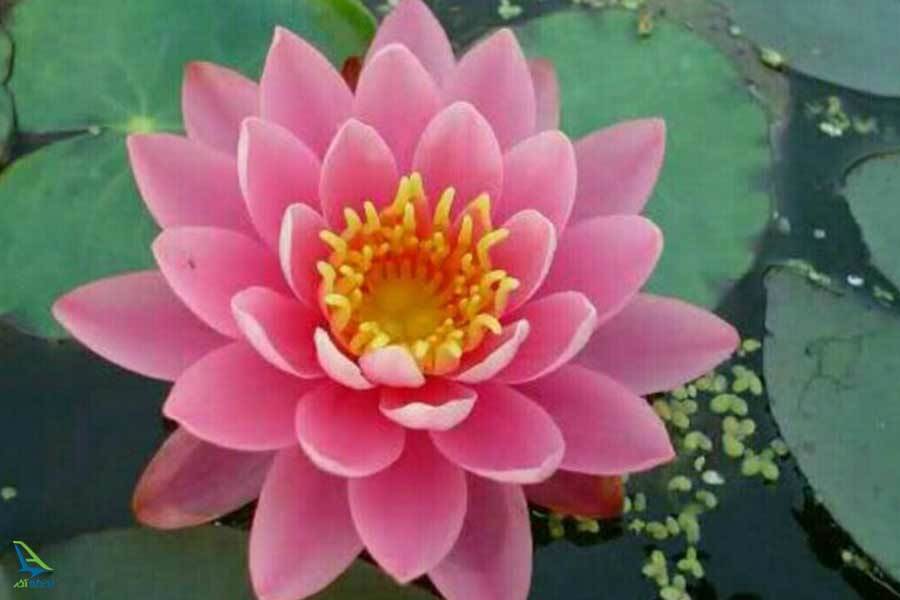 گل های نیلوفر آبی تالاب سیاه درویشان