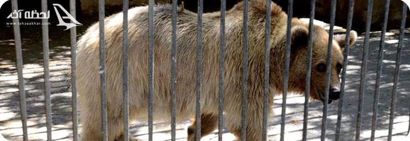 خرس قهوه ای در باغ وحش باکو