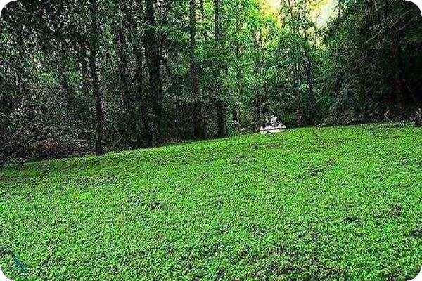 پارک سراوان