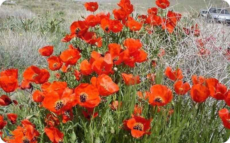 پوشش گیاهی هفتاد قلعه