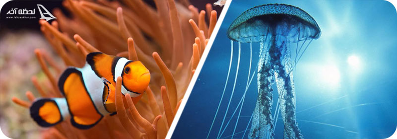 عروس دریایی و دلقک ماهی