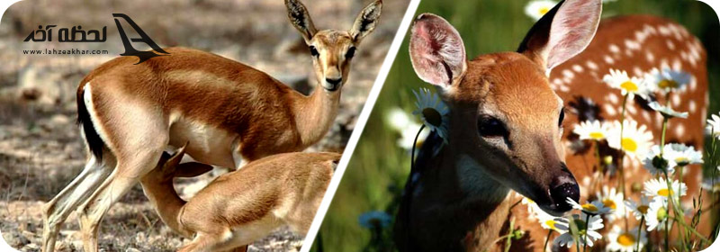 پارک آهو ها