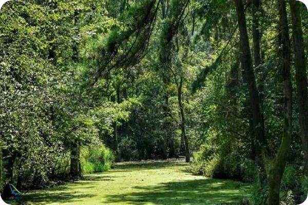 پارک جنگلی سراوان