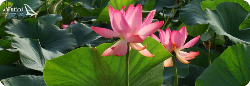 پارک نیلوفر آبی مازندران