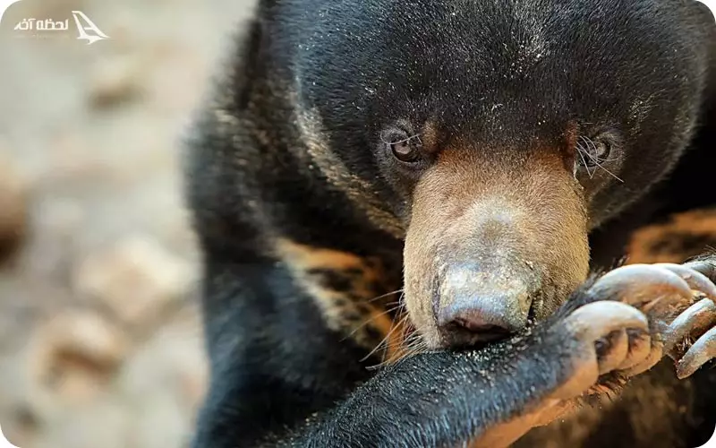 مرکز حفاظت از خرس