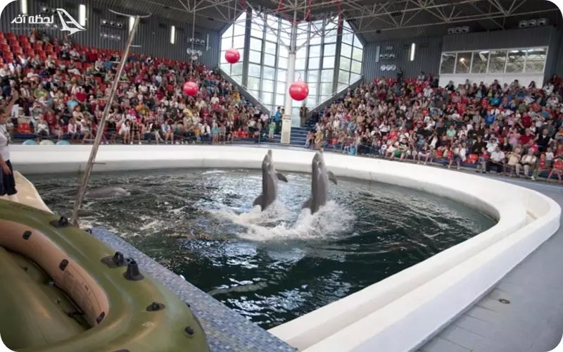 زیبایی دلفیناریوم وارنا