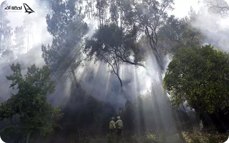 جنگل زیبای جیغ در مشهد