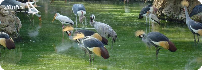 باغ پرندگان چهار باغ