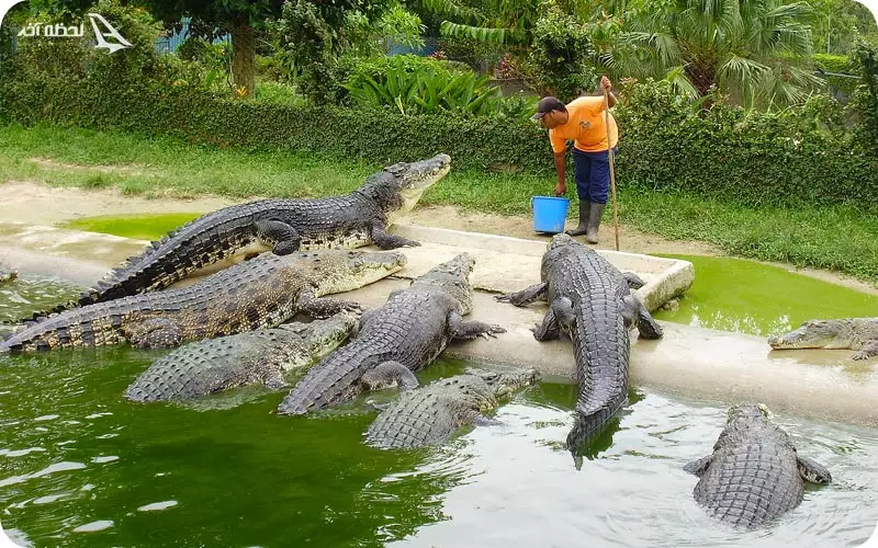 مزرعه کروکودیل های ساموئی