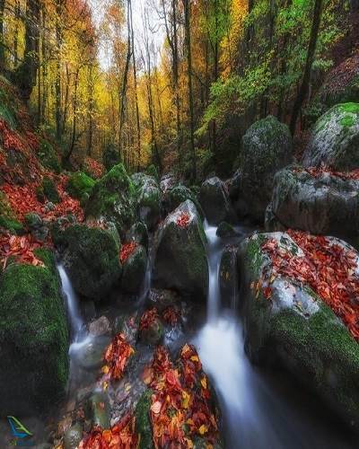 رودخانه جنگل راش