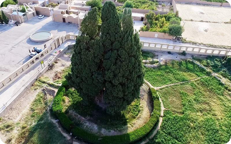 درخت زیبای سرو ابرکوه