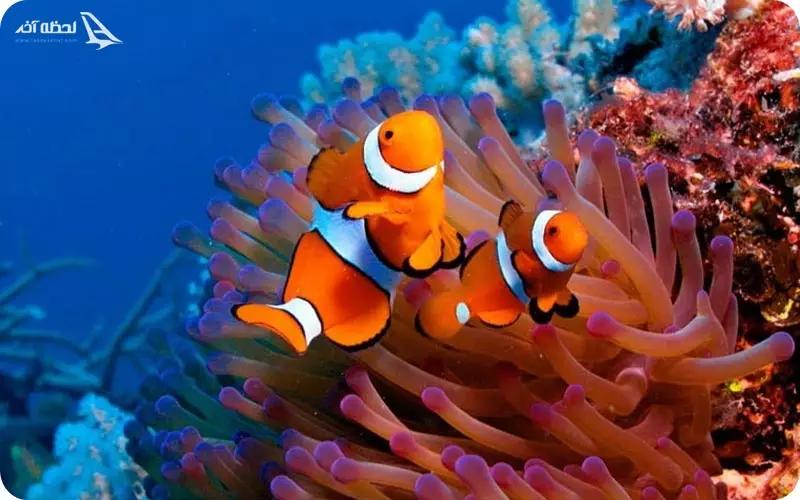 آکواریوم کیش