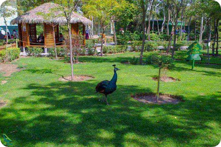 پرنده های کمیاب مشهد