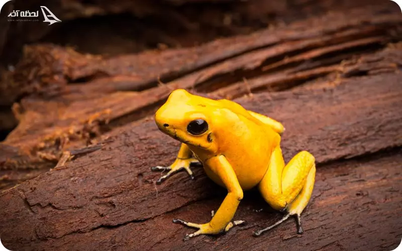 قورباغه دارت انداز