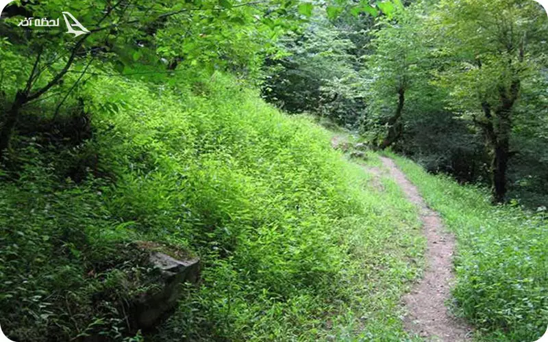 جنگل حفاظت شده خیبوس