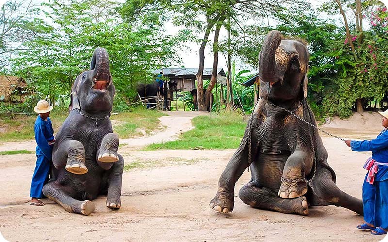 روستای فیل‌ها در پاتایا