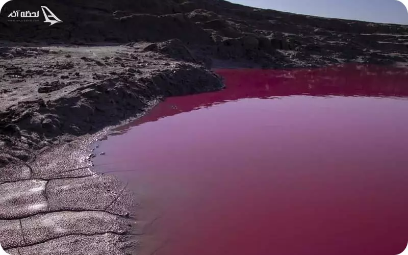 گلفشان نفتلیجه