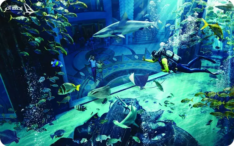 آکواریوم لاست چمبرز