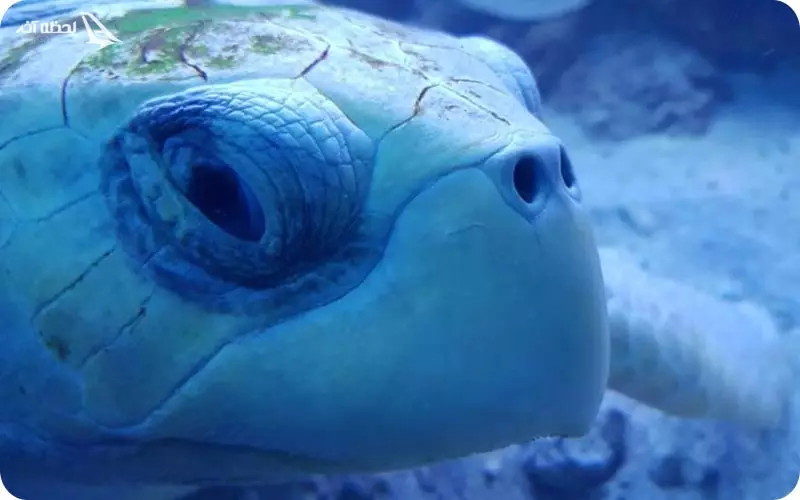 کشتی آکواریومی کیش