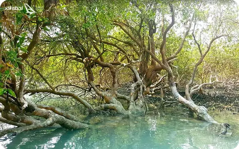 جنگل حرای قشم