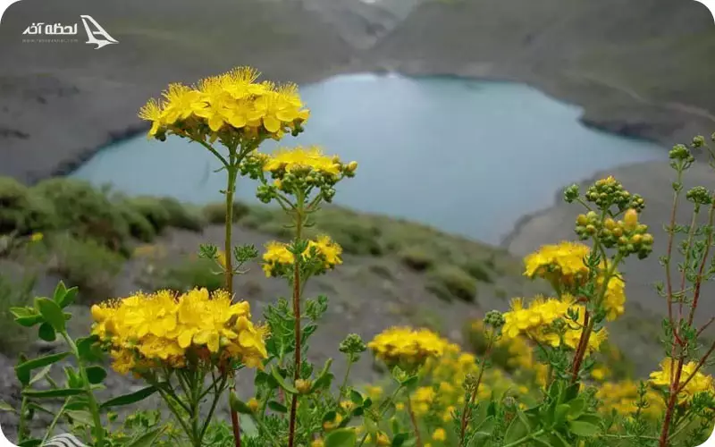 پوشش گیاهی و حیوانات دریاچه چشمه سبز