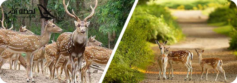 بوستان آهوان کیش