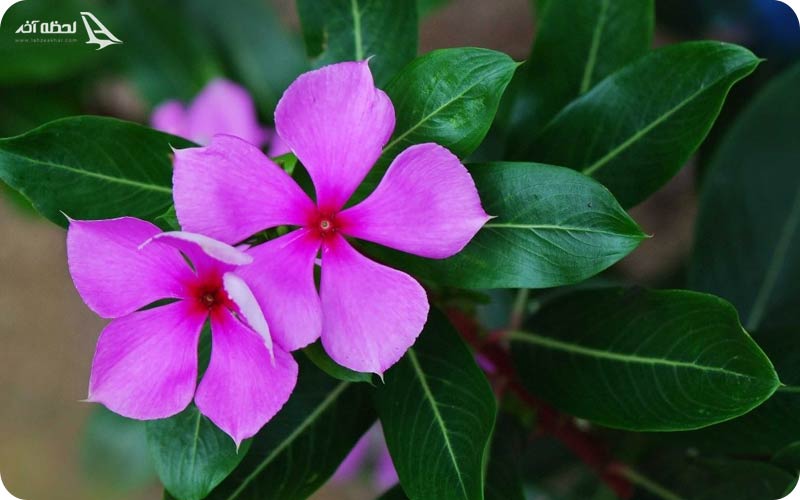 رنگ سال 2022 به رنگ گل پریوش