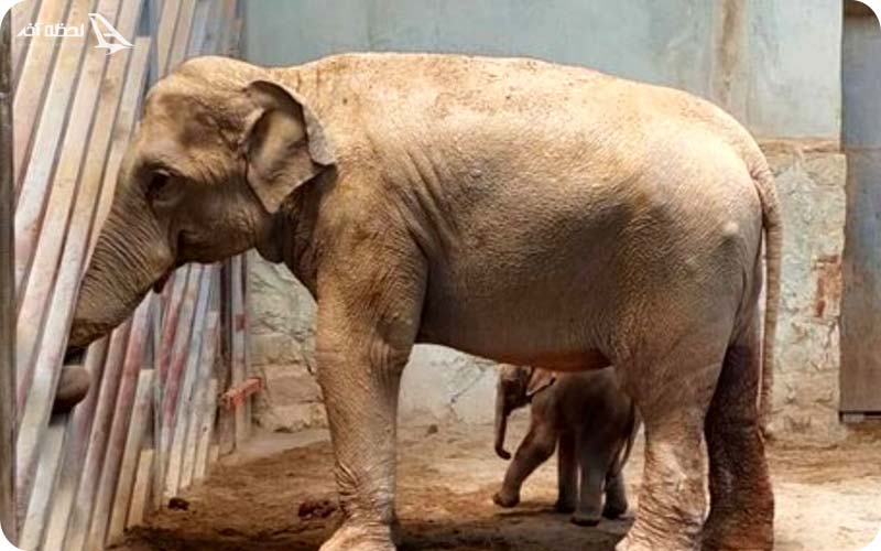 باغ وحش ارم تهران