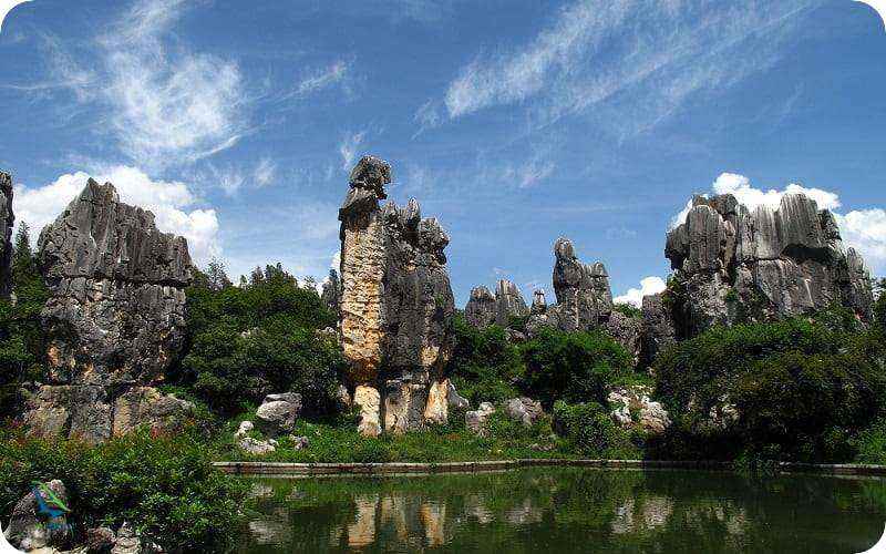 جنگل های زیبا