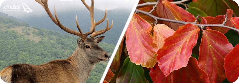 پوشش گیاهی و جانوری قلعه رودخان