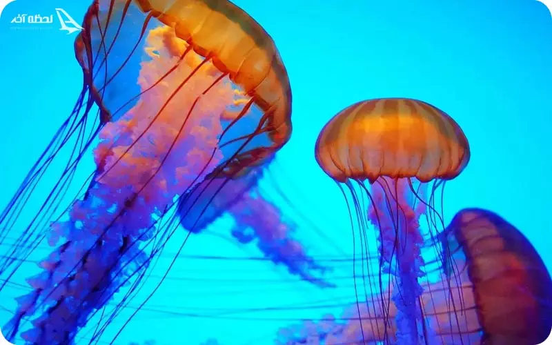 عروس دریایی