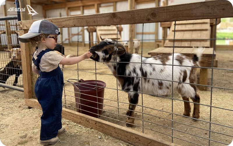 مزرعه مخصوص کودکان سافاری دبی
